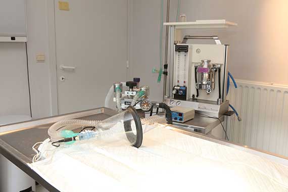 Keizersnede van uw huisdier