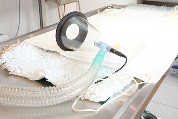 Sterilisatie van uw huisdier